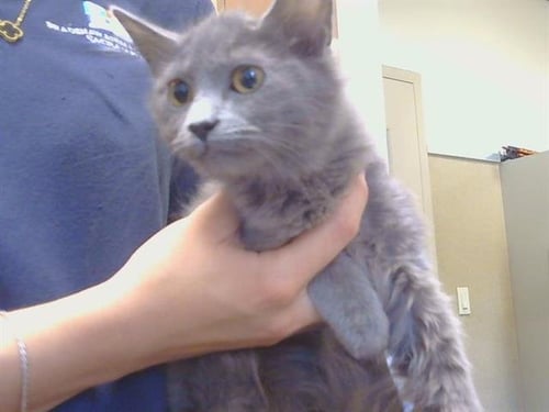 A929551 - Domestic Short Hair available for adoption