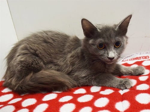 *CHANTELLE - Domestic Medium Hair available for adoption