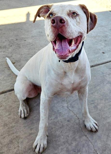 APOLLO - Pit Bull Terrier available for adoption