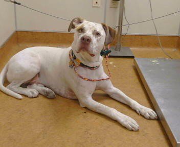 APOLLO - Pit Bull Terrier available for adoption