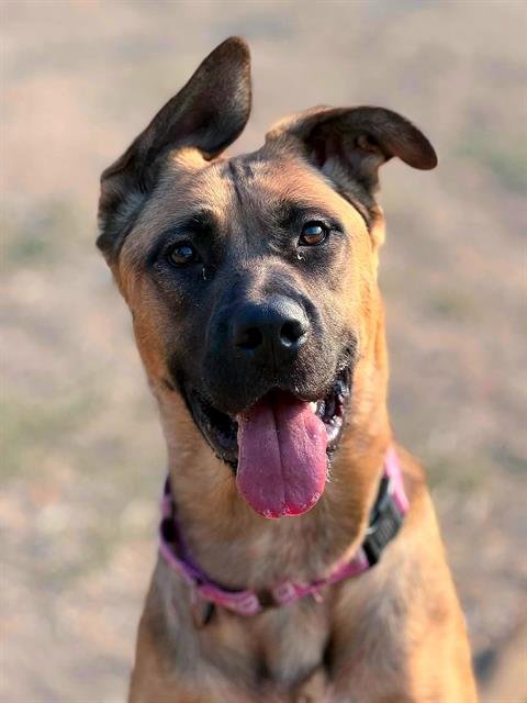 *HERA - German Shepherd Dog available for adoption