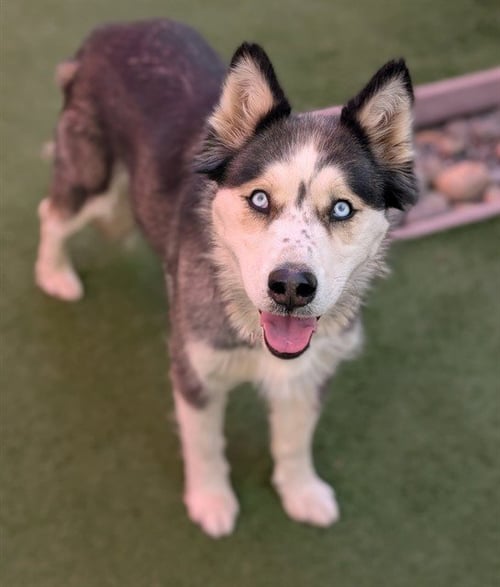 *WINKIN - Siberian Husky / German Shepherd Dog available for adoption