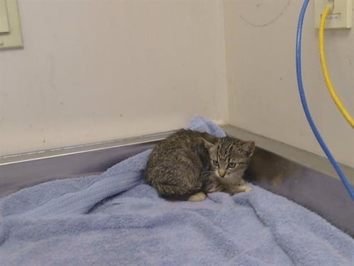 A925297 - Domestic Short Hair available for adoption