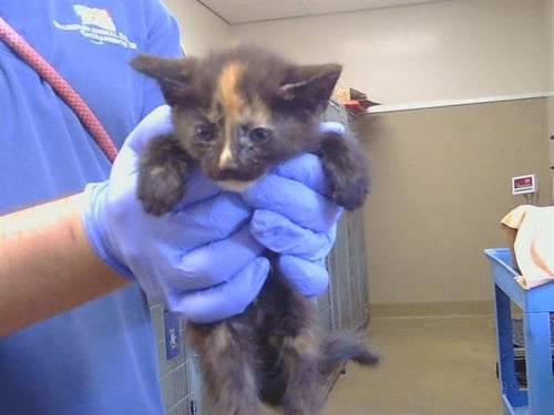 A927120 - Domestic Medium Hair available for adoption