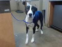 *BUDDY - Photo 1