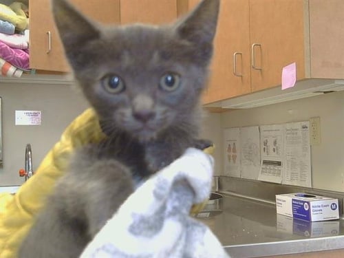 A927186 - Domestic Short Hair available for adoption