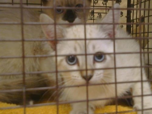 A927640 - Siamese available for adoption
