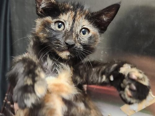 *AMY - Domestic Short Hair available for adoption