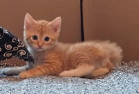 TIGGER - Photo 1