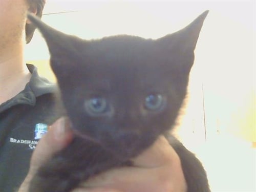 LINCOLN - Domestic Short Hair available for adoption