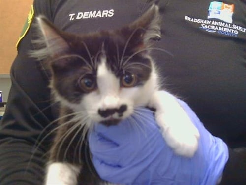 A926422 - Domestic Medium Hair available for adoption