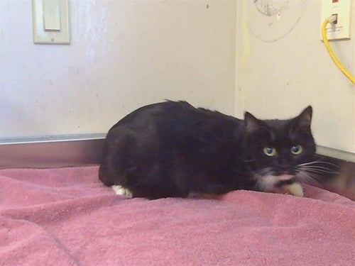 *PRIMROSE - Domestic Short Hair for adoption in Sacramento