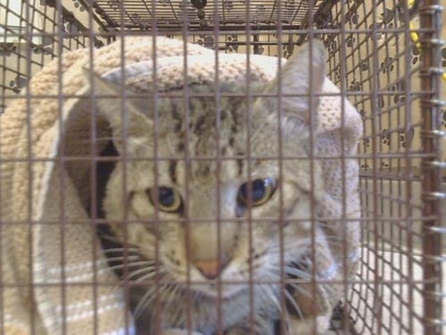 A925843 - Domestic Short Hair available for adoption