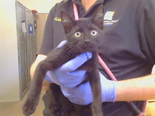 A929479 - Domestic Short Hair available for adoption