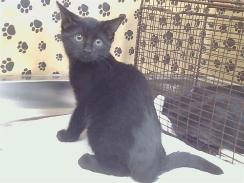 A925807 - Domestic Short Hair available for adoption