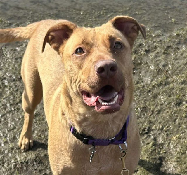 *HAZELNUT - Labrador Retriever available for adoption