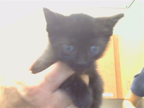 A923442 - Domestic Short Hair available for adoption