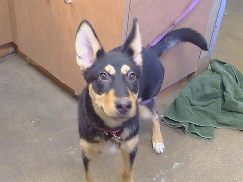 *CASEY BECKER - German Shepherd Dog available for adoption