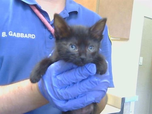 A927146 - Domestic Short Hair available for adoption