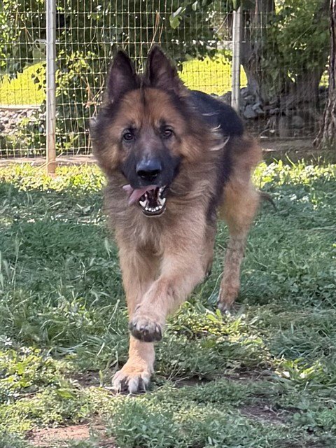 *LEO - German Shepherd Dog available for adoption