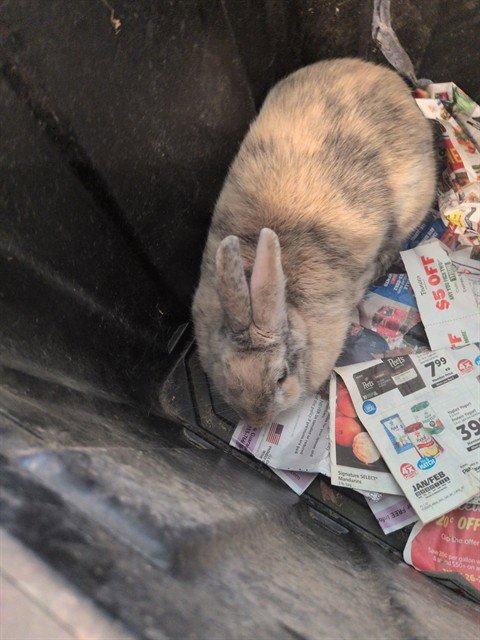 A924564 - Harlequin available for adoption