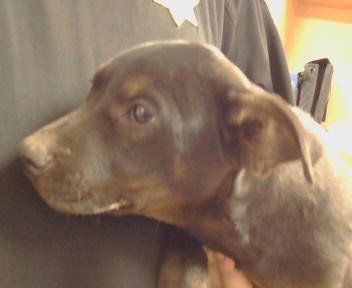 *JUNE - Pit Bull Terrier available for adoption