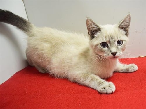 A930370 - Siamese available for adoption