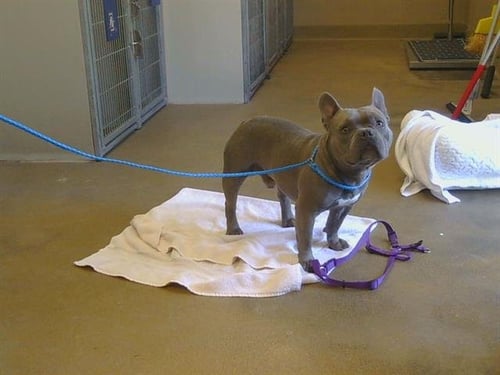 A925668 - French Bulldog / English Bulldog available for adoption