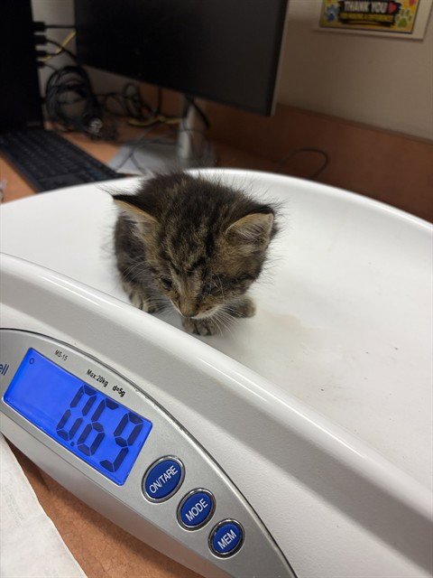 *SKEETER - Domestic Short Hair available for adoption