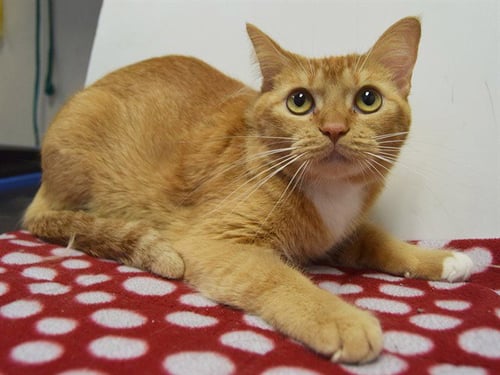 *AMELIA - Domestic Short Hair available for adoption