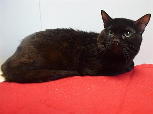 ARTHUR FOWLER - Domestic Short Hair available for adoption
