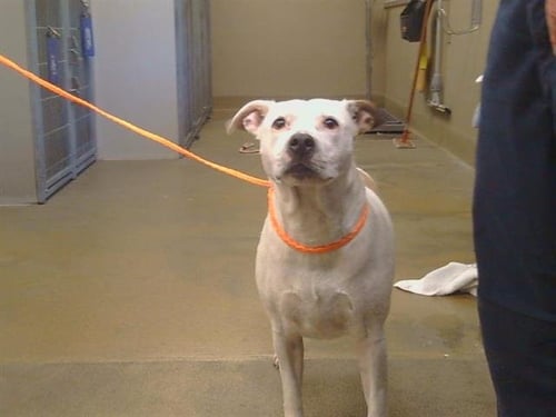 *JUNE - Pit Bull Terrier for adoption in Roseville