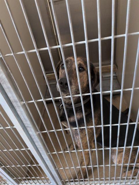 HUDSON - Plott Hound for adoption in Elk Grove