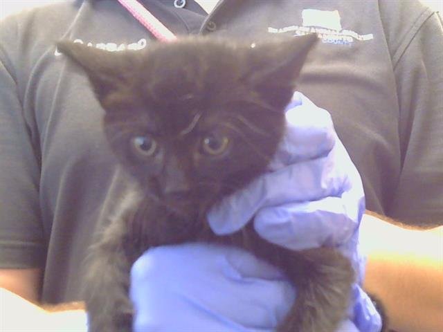 A926585 Image