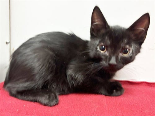 *BURNEY - Domestic Short Hair available for adoption