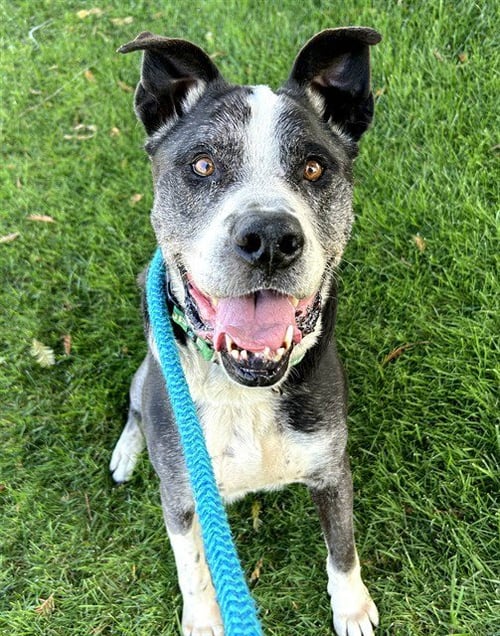 *HARRY - Great Dane / Mastiff available for adoption