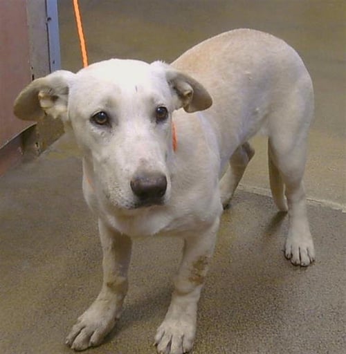 * DUST BUNNY - Labrador Retriever / Basset Hound available for adoption