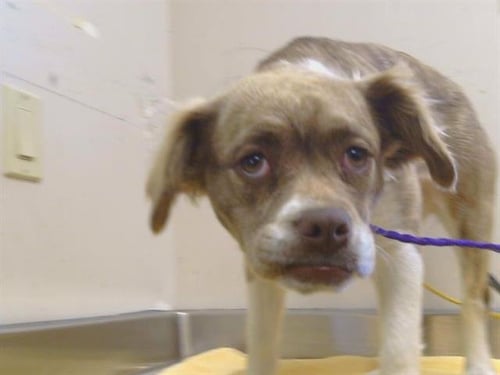 *LALA ORANGE - Cavalier King Charles Spaniel / Pit Bull Terrier available for adoption