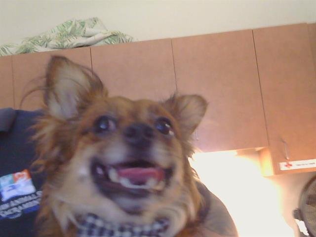 *JOEY Image