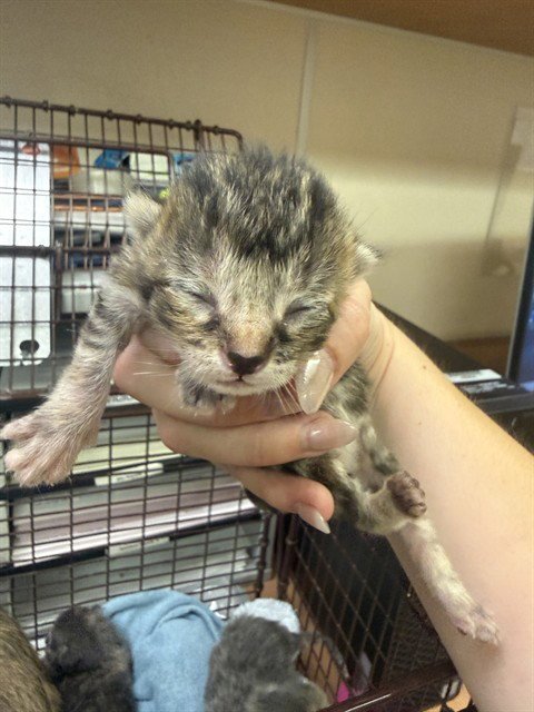 A921952 - Domestic Short Hair available for adoption