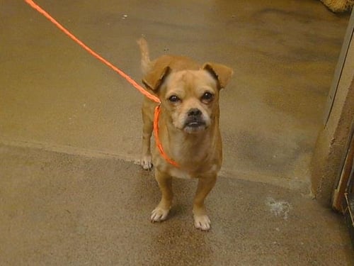 A924960 - Chihuahua available for adoption