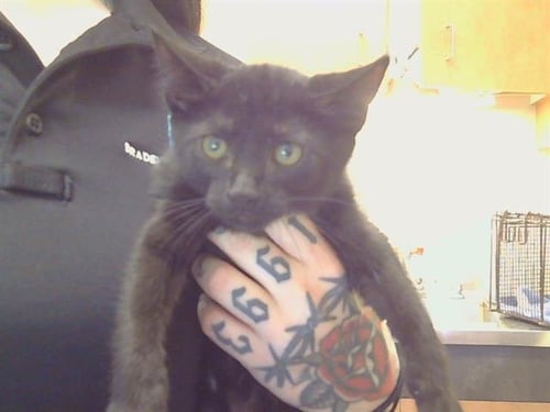 *CHARMAINE - Domestic Short Hair available for adoption