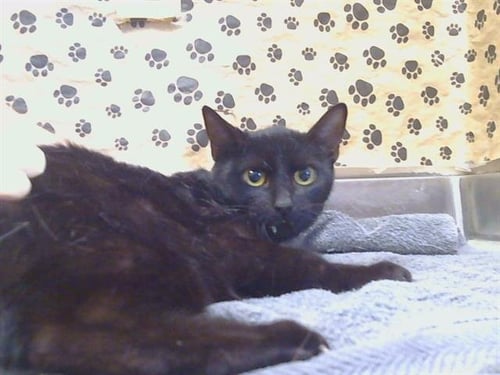 A928272 - Domestic Short Hair available for adoption
