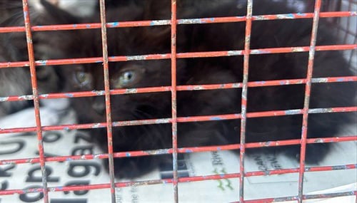 A924997 - Domestic Short Hair available for adoption
