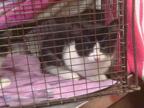 *POLLUX - Domestic Short Hair available for adoption