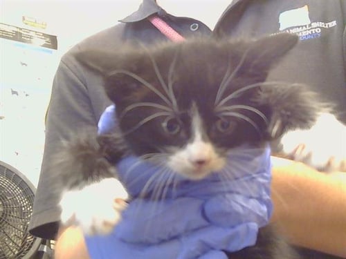 A926586 - Domestic Short Hair available for adoption