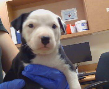 A923450 - Pit Bull Terrier available for adoption