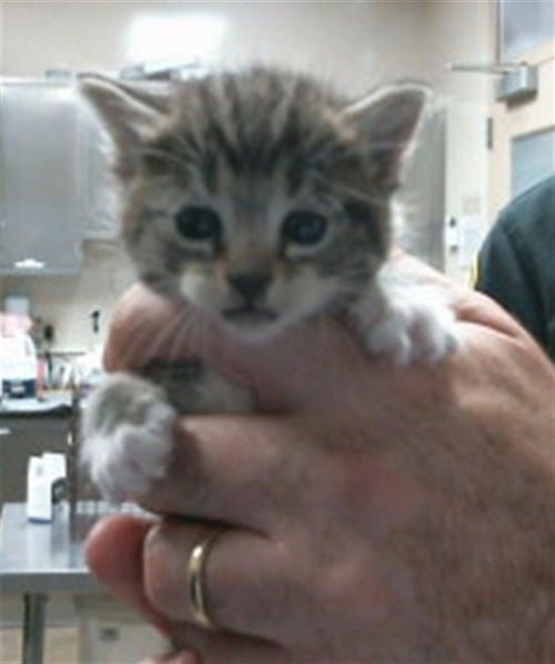 *BLINDA - Domestic Short Hair available for adoption