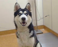 *NANOOK - Photo 1
