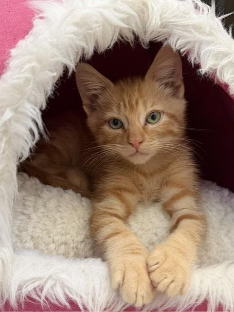 *ALFIE - Domestic Short Hair available for adoption